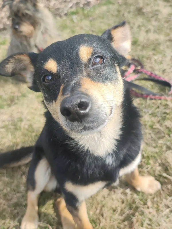 Znaleziono psa, Łódź, 22 marca 2026