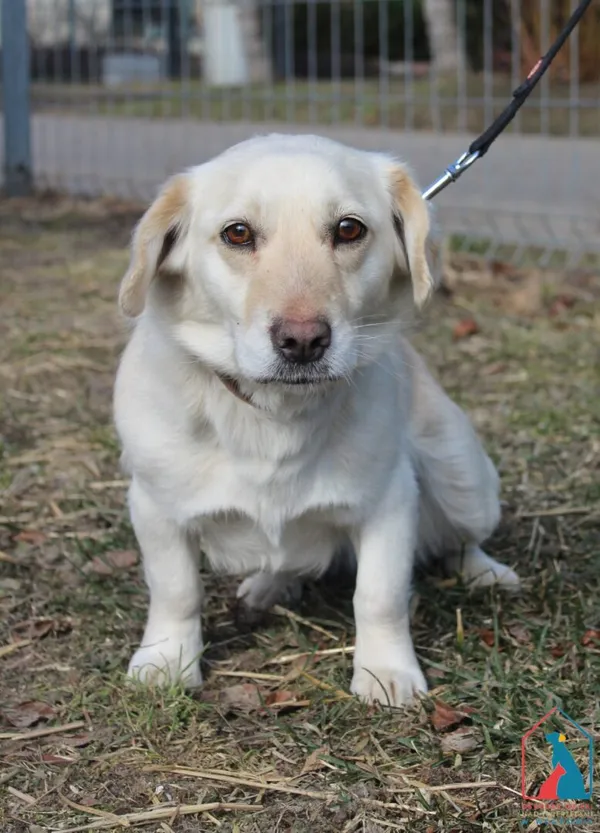 Pies do adopcji, Grudziądz, 2 marca 2026