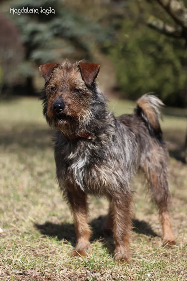 Pies do adopcji, Bydgoszcz, 18 marca 2026 (1/5)