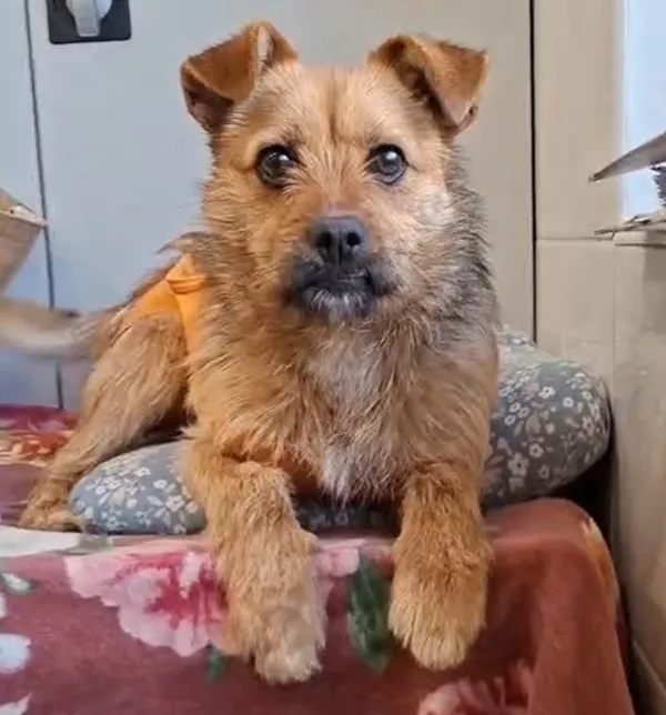 Pies do adopcji, Radom, 21 marca 2026