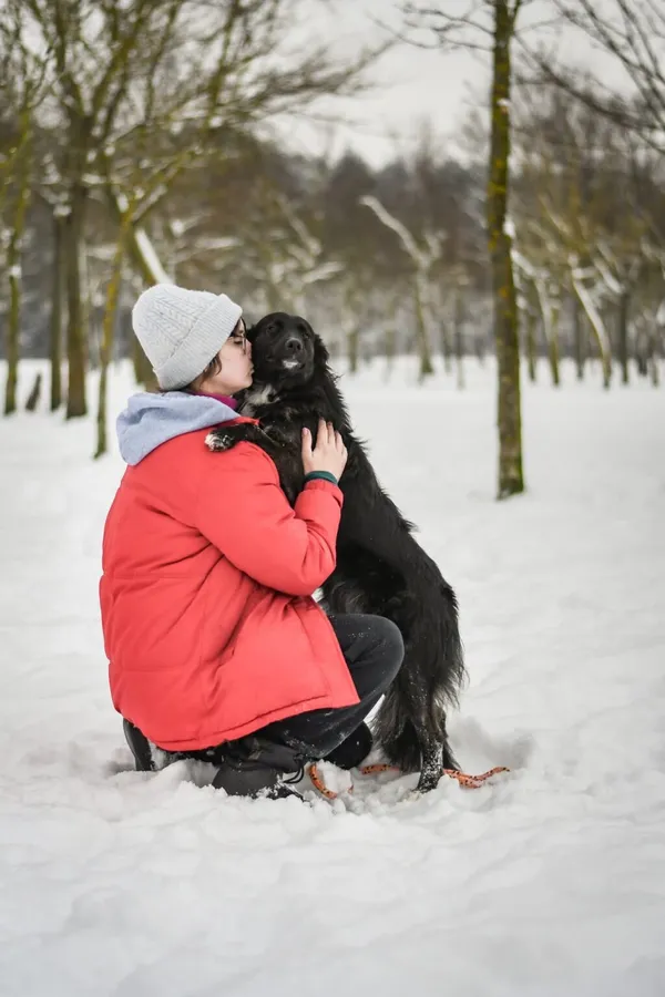 Pies do adopcji, Radom, 21 marca 2026 (3/5)