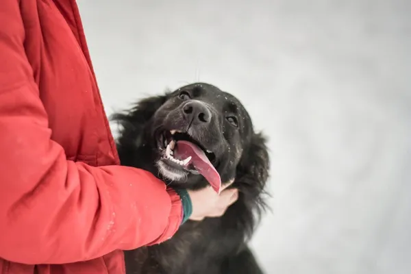 Pies do adopcji, Radom, 21 marca 2026 (5/5)