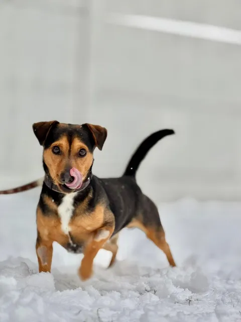 Pies do adopcji, Piła, 1 stycznia 2026 (4/5)