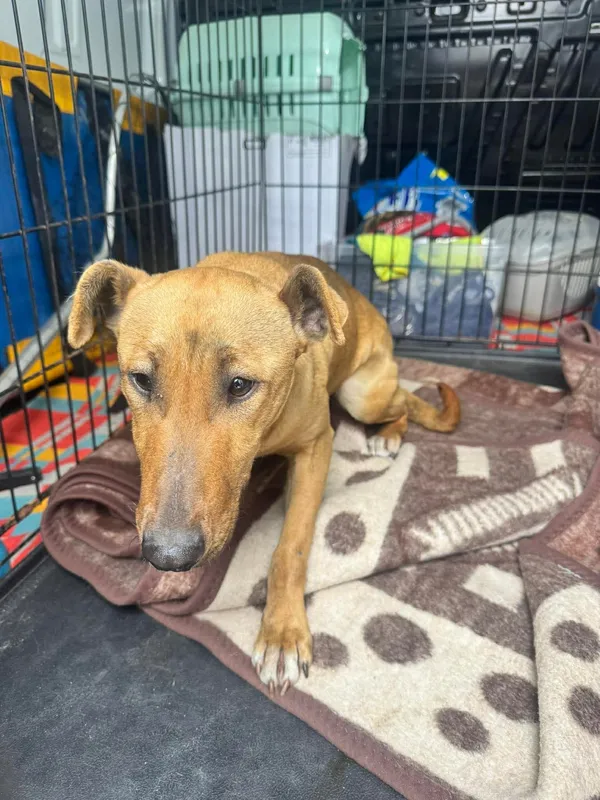 Znaleziono psa, Sosnowiec, 20 marca 2026