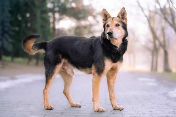 Pies do adopcji, Nowodwór, 22 marca 2026 (1/5)