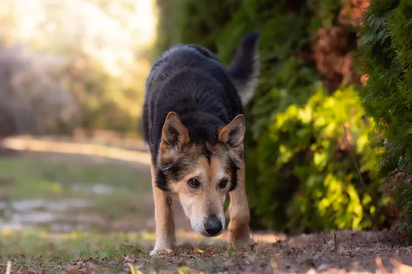 Pies do adopcji, Nowodwór, 22 marca 2026 (3/5)