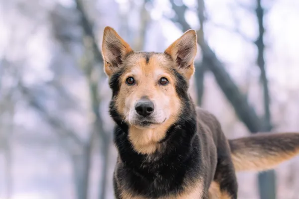 Pies do adopcji, Nowodwór, 22 marca 2026 (4/5)