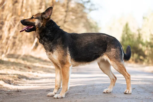 Pies do adopcji, Nowodwór, 22 marca 2026 (3/5)