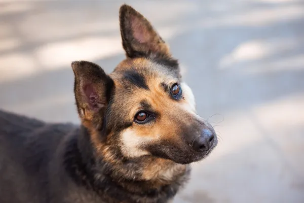 Pies do adopcji, Nowodwór, 22 marca 2026 (4/5)