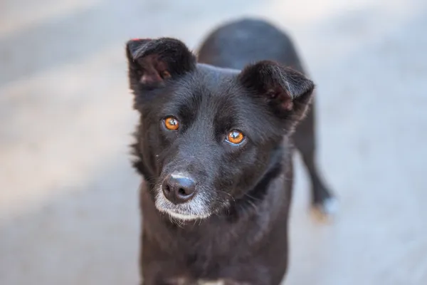 Pies do adopcji, Nowodwór, 22 marca 2026 (3/5)