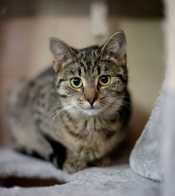 Kot do adopcji, Konin, 10 listopada 2025