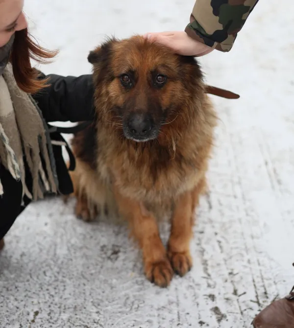 Pies do adopcji, Konin, 21 grudnia 2025 (1/2)