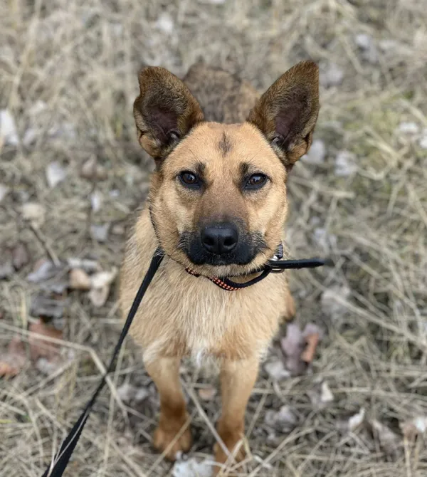 Pies do adopcji, Konin, 15 stycznia 2026 (1/2)