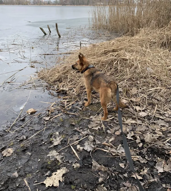 Pies do adopcji, Konin, 15 stycznia 2026 (2/2)