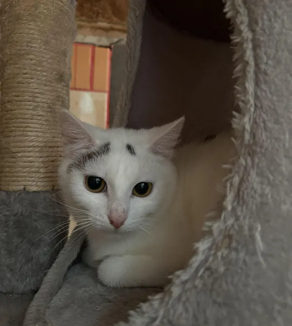 Kot do adopcji, Konin, 26 listopada 2025