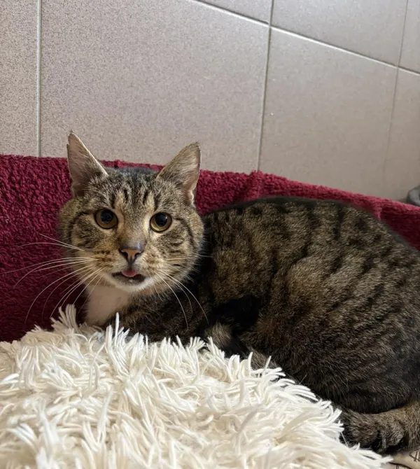 Kot do adopcji, Konin, 16 stycznia 2026