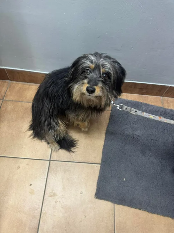 Znaleziono psa, Sosnowiec, 19 marca 2026