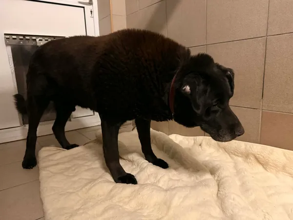 Znaleziono psa, Bydgoszcz, 14 marca 2026