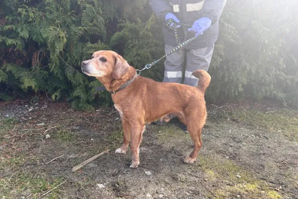 Znaleziono psa, Henrykowo, 8 marca 2026