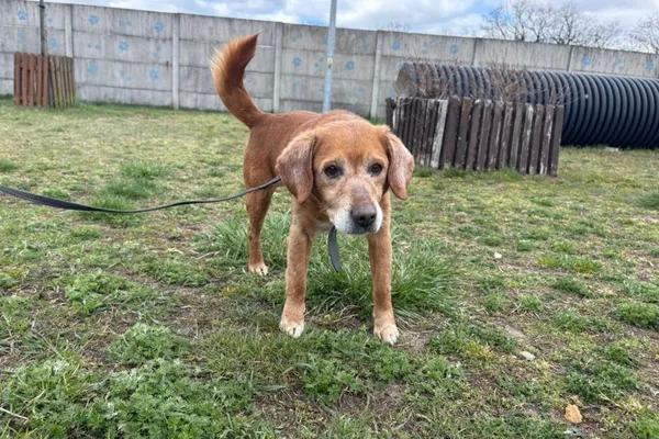 Znaleziono psa, Henrykowo, 8 marca 2026 (1/3)