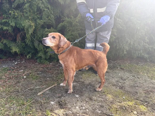 Znaleziono psa, Henrykowo, 8 marca 2026 (2/3)