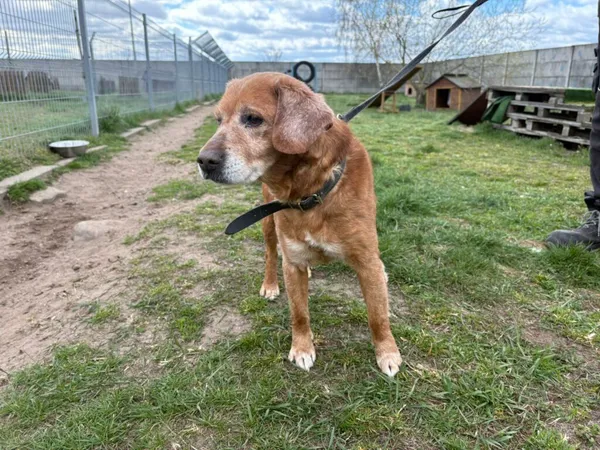 Znaleziono psa, Henrykowo, 8 marca 2026 (3/3)