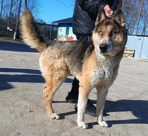 Znaleziono psa, Pieckowo, 20 marca 2026 (1/2)