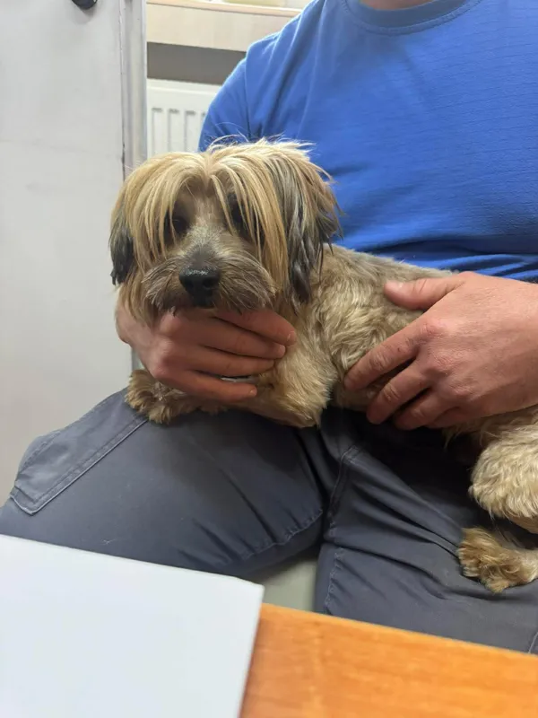 Znaleziono psa, Sosnowiec, 18 marca 2026