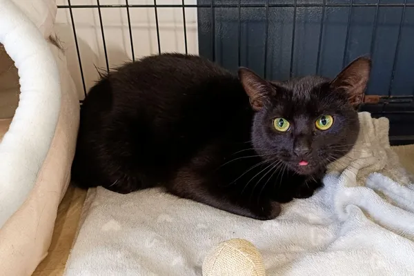 Znaleziono kota, Wałbrzych, 10 marca 2026