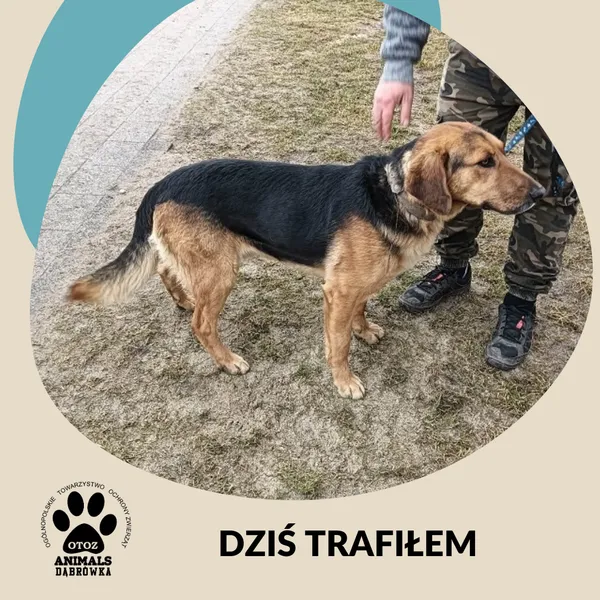 Znaleziono psa, Dąbrówka, 17 marca 2026
