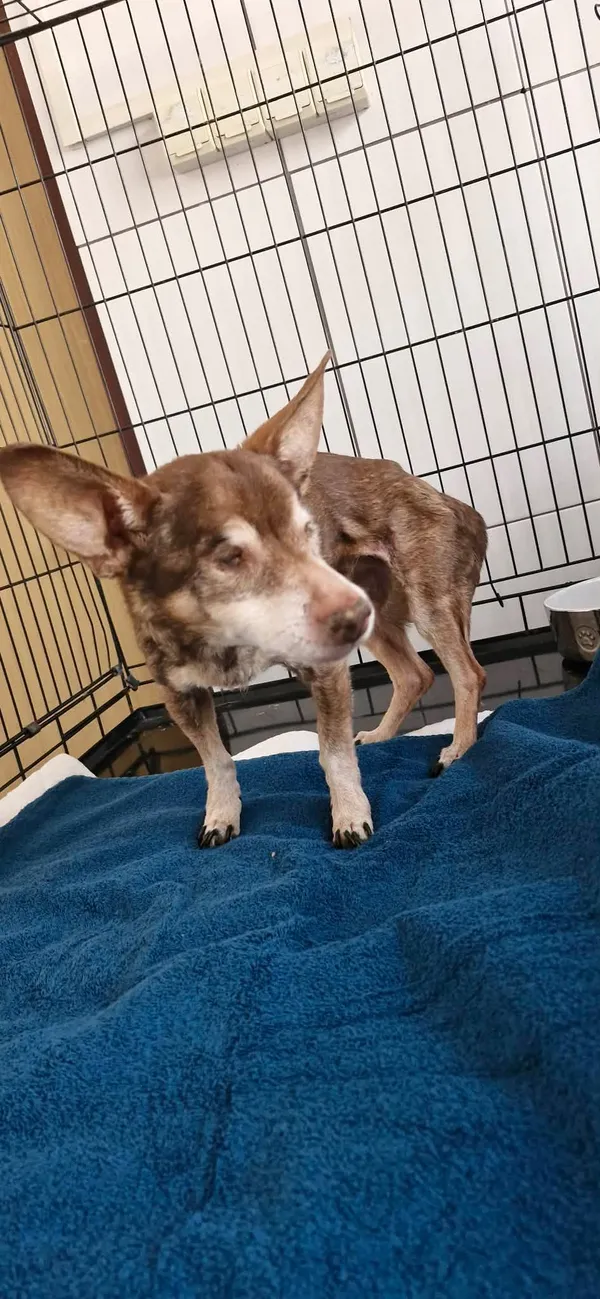 Znaleziono psa, Sosnowiec, 15 marca 2026