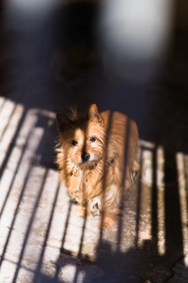 Znaleziono psa, Sosnowiec, 13 marca 2026 (1/5)