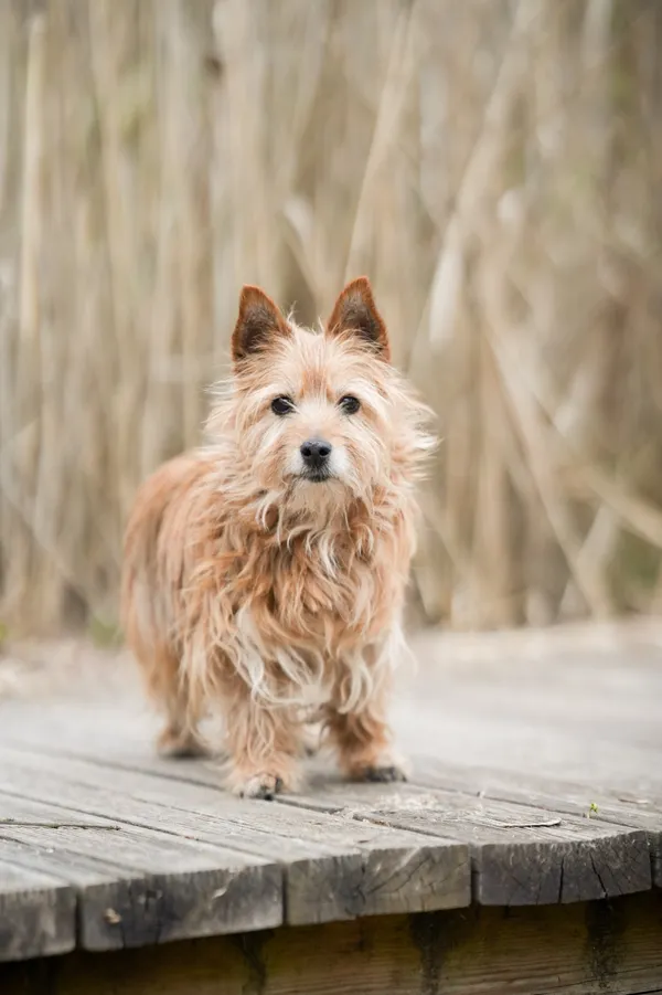 Znaleziono psa, Sosnowiec, 13 marca 2026 (2/5)