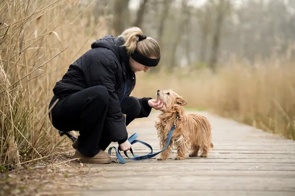 Znaleziono psa, Sosnowiec, 13 marca 2026 (3/5)