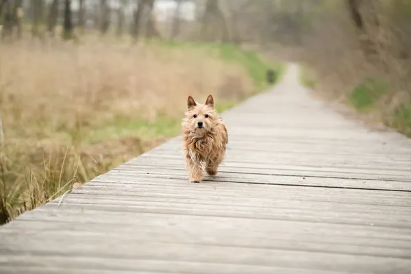 Znaleziono psa, Sosnowiec, 13 marca 2026 (4/5)