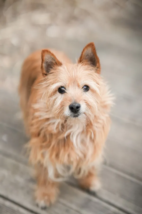 Znaleziono psa, Sosnowiec, 13 marca 2026 (5/5)