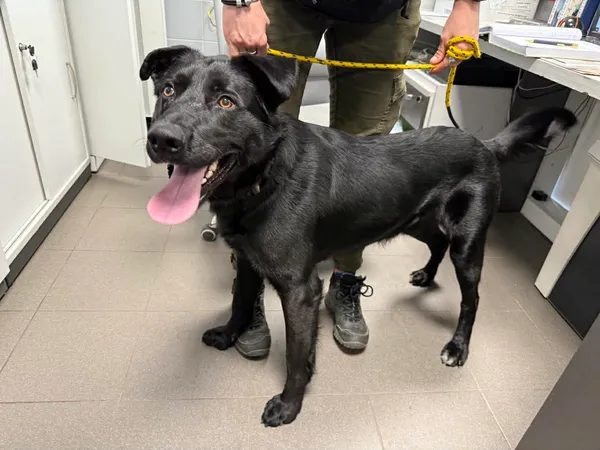 Znaleziono psa, Bydgoszcz, 12 marca 2026