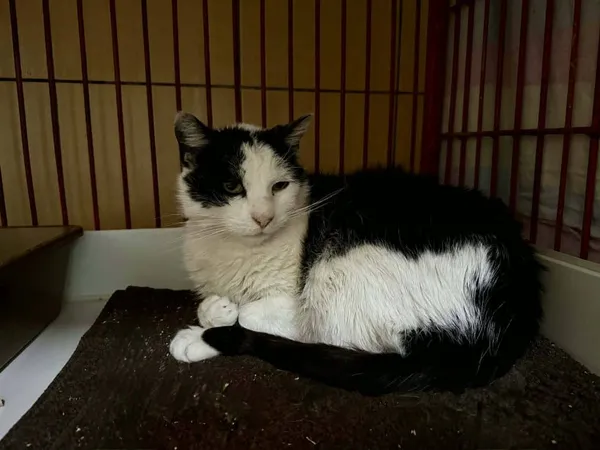 Znaleziono kota, Chojnice, 13 marca 2026