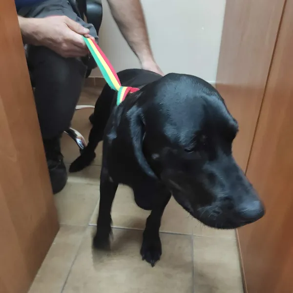 Znaleziono psa, Sosnowiec, 10 marca 2026