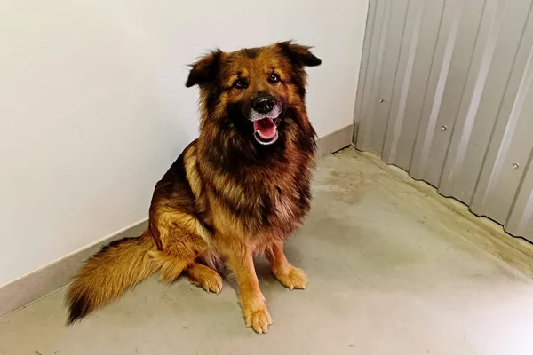 Znaleziono psa, Wałbrzych, 7 marca 2026 (1/2)