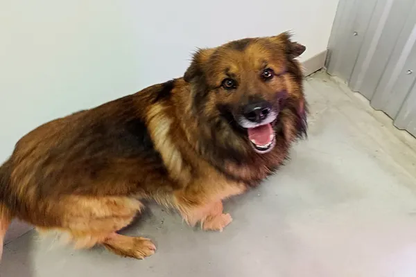 Znaleziono psa, Wałbrzych, 7 marca 2026 (2/2)