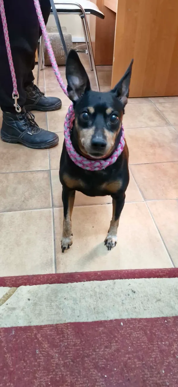 Znaleziono psa, Sosnowiec, 9 marca 2026