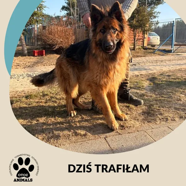 Znaleziono psa, Dąbrówka, 8 marca 2026