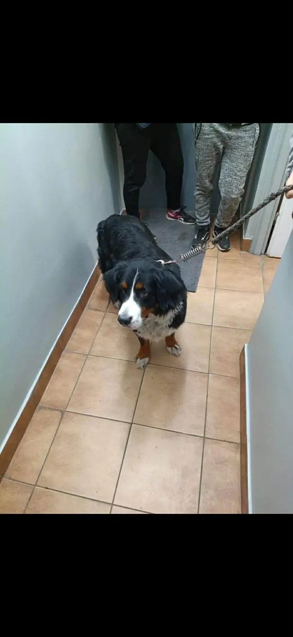 Znaleziono psa, Sosnowiec, 19 marca 2026