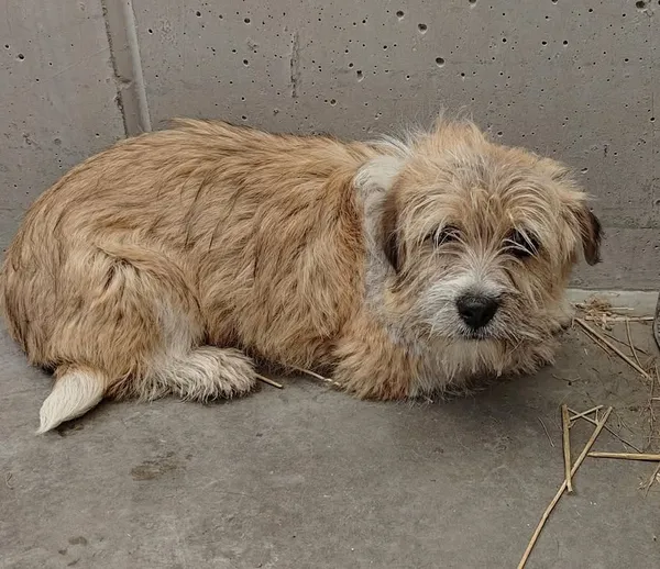 Znaleziono psa, Lublin, 21 marca 2026