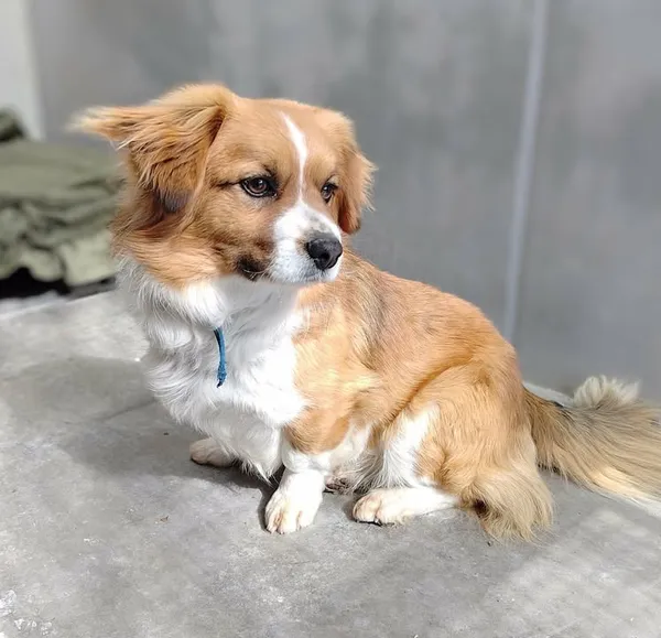 Znaleziono psa, Lublin, 21 marca 2026