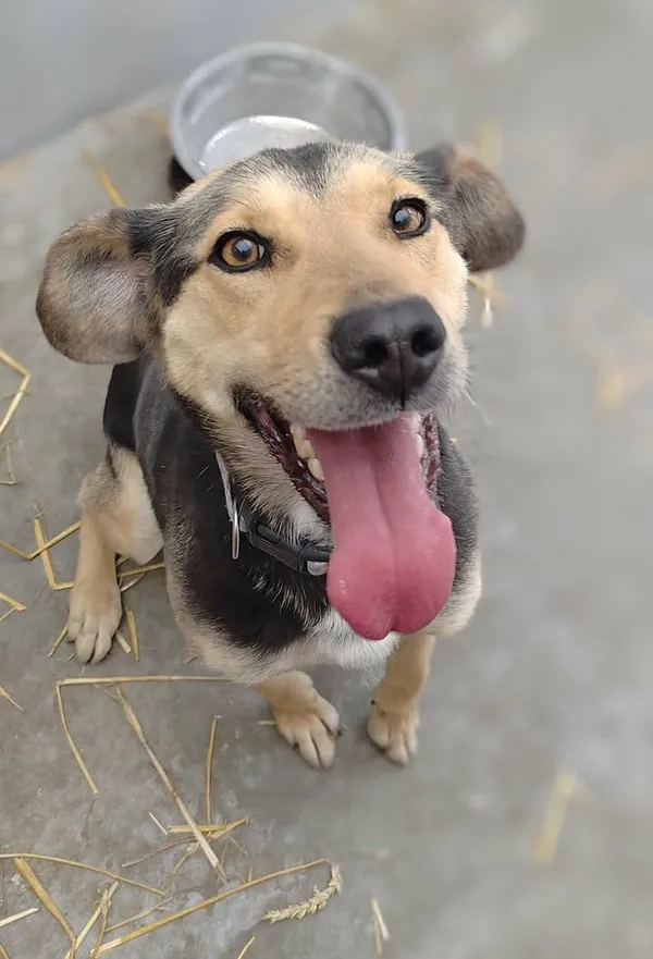 Znaleziono psa, Lublin, 21 marca 2026