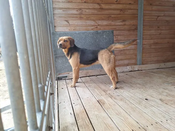 Pies do adopcji, Orzechowce, 23 marca 2026 (1/5)