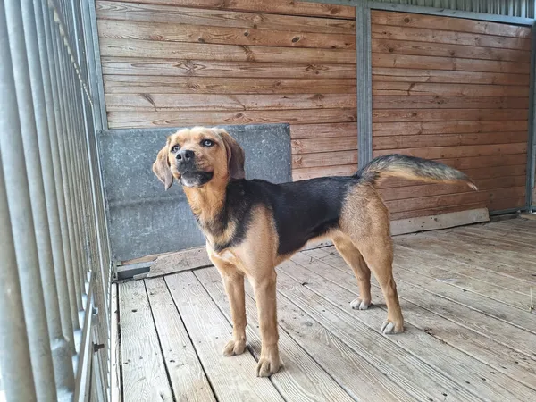 Pies do adopcji, Orzechowce, 23 marca 2026 (2/5)