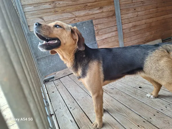 Pies do adopcji, Orzechowce, 23 marca 2026 (4/5)